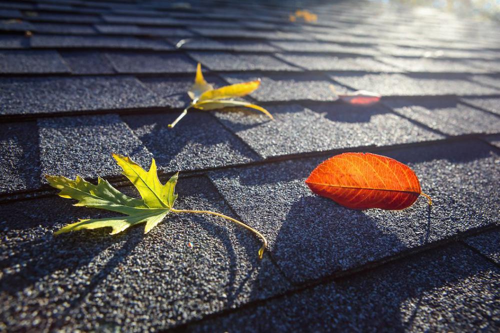 Fall leaves on shingle roof