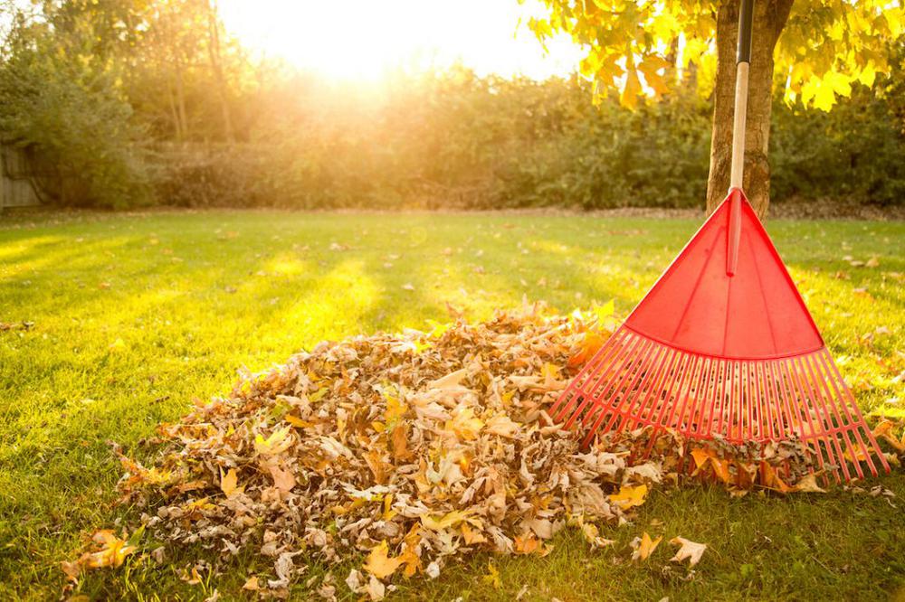 Rake leaning against a tree in a pile of fall leaves in a backyard